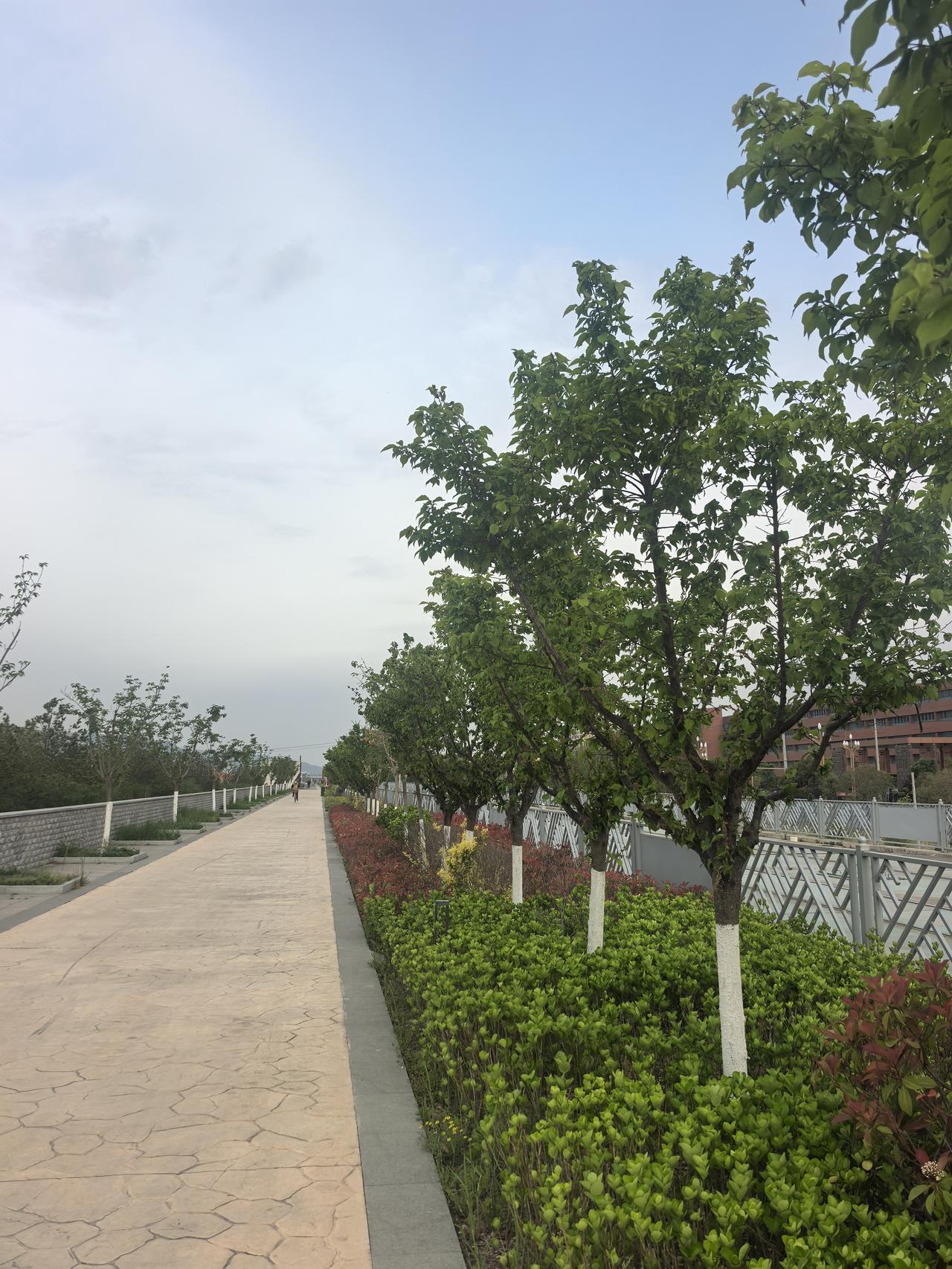 早晨上班我还是喜欢走路
天气暖和了
路边的景色越来越美
尤其在清晨
一眼望过去