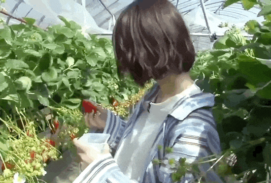 这草莓我可太喜欢了