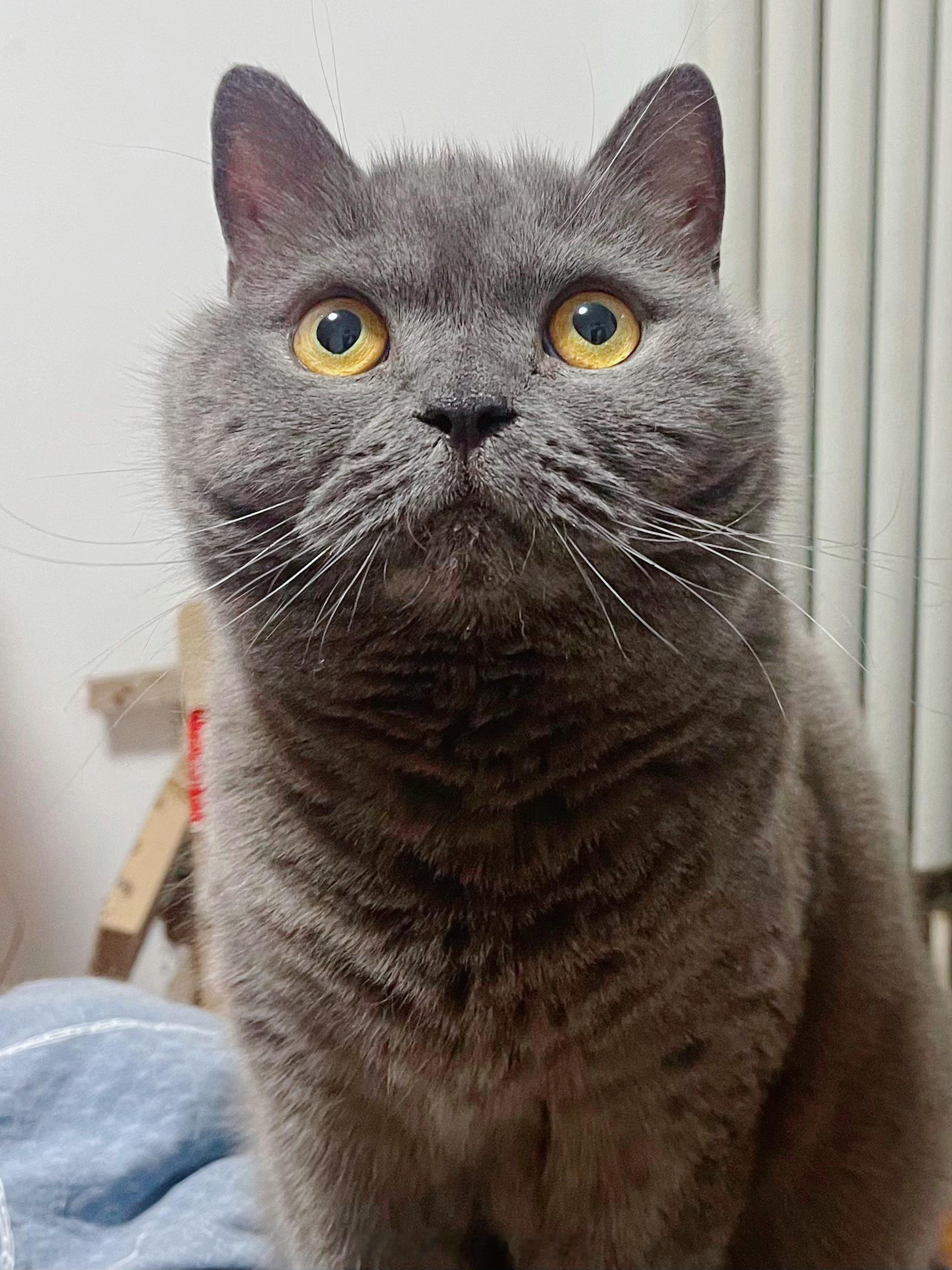 依旧胖的胖萌的萌岁月是把猪饲料