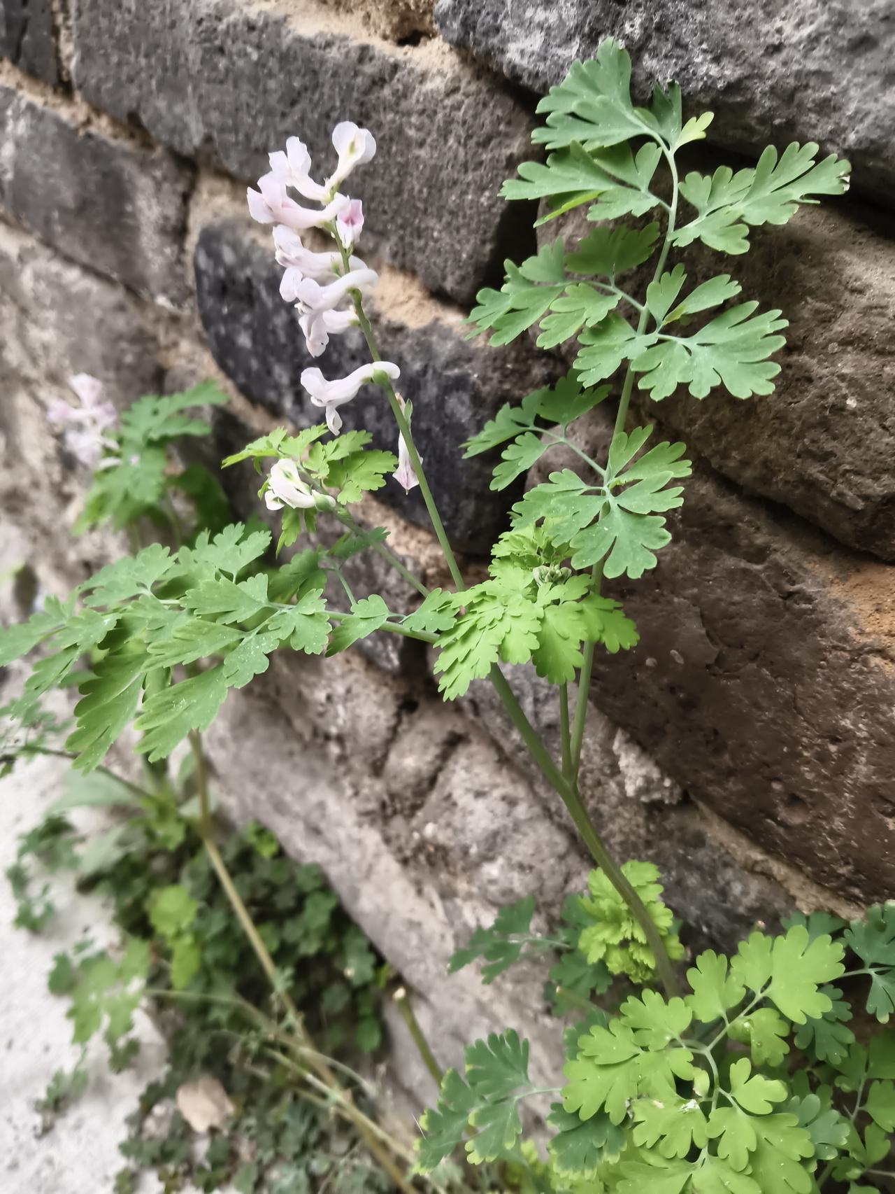 记录我的2026几乎每天都从这里走过。没想到墙根上竟然生了这么几棵绿色小草，竟然