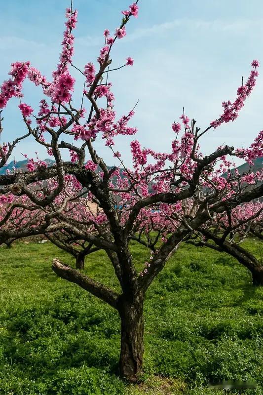 桃树上是先有绿叶还是先有桃花? 桃树上是先有桃花后有绿叶。大多数花卉先长叶再开花
