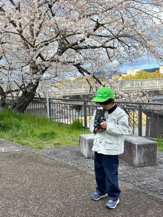 樱花难民在京都找到了樱花满开隧道🌸