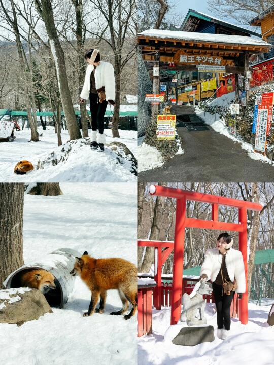 冬天，一起来日本看小狐狸吧！🦊❄️