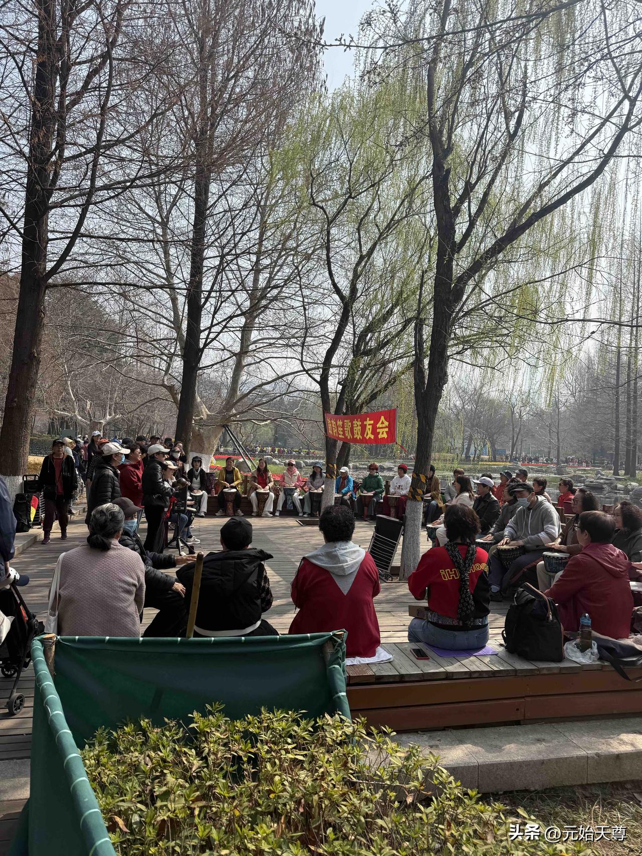 春日生活打卡季昨天是4月1日是青岛中山公园樱花节的第一天，虽然开幕了，但是，只有