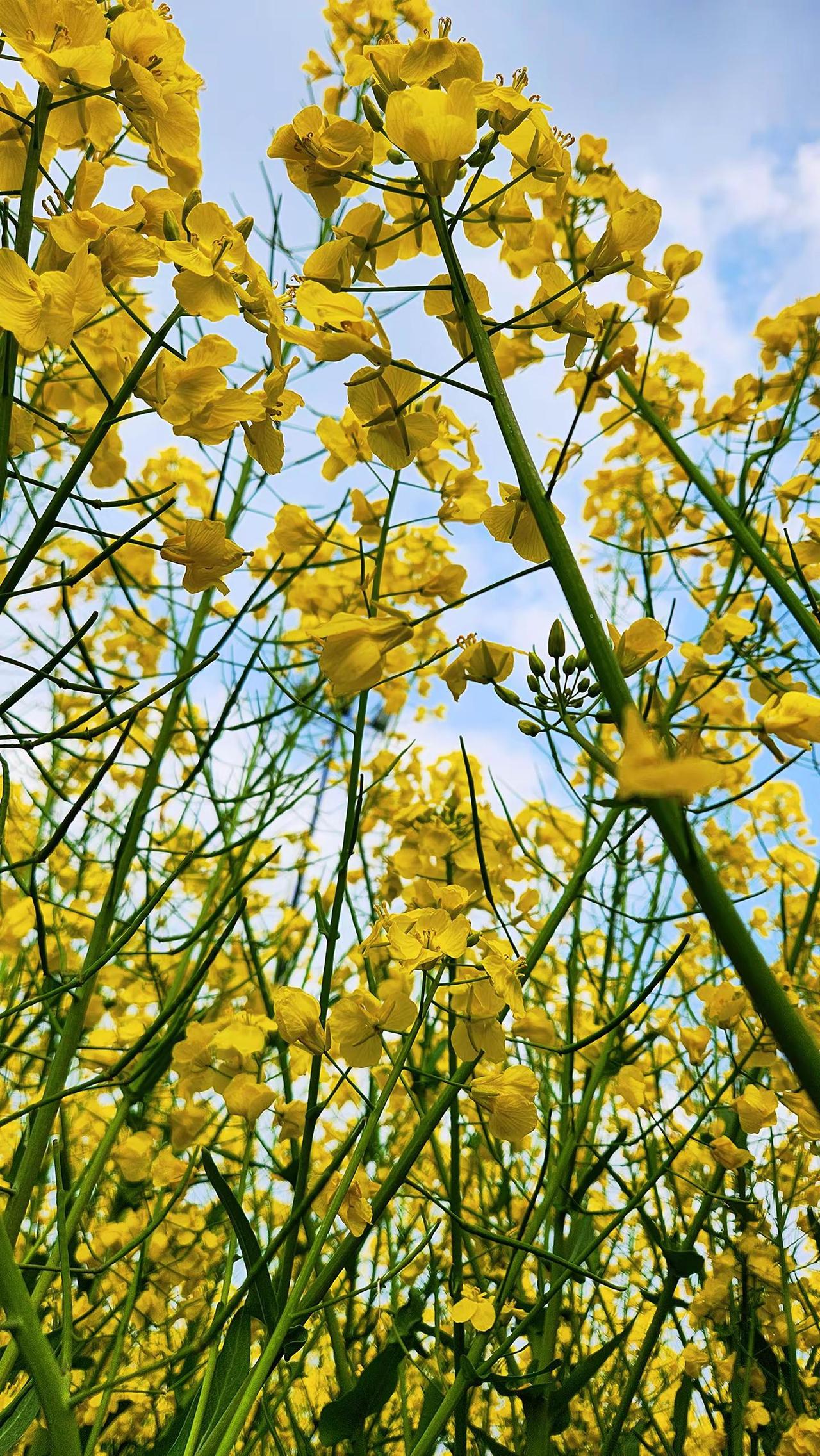 再不拍油菜花 就要等明年了