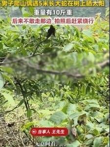 贵州男子爬盘州山遇大黑蛇，村民说它早就在这个地方了，城里人看见吓坏了

近日一男