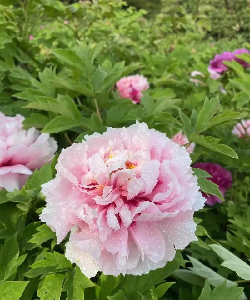 站桩根本不是“傻站”，你不动，身体里一场精密战争已经打响。
 
膝盖别锁死。微屈