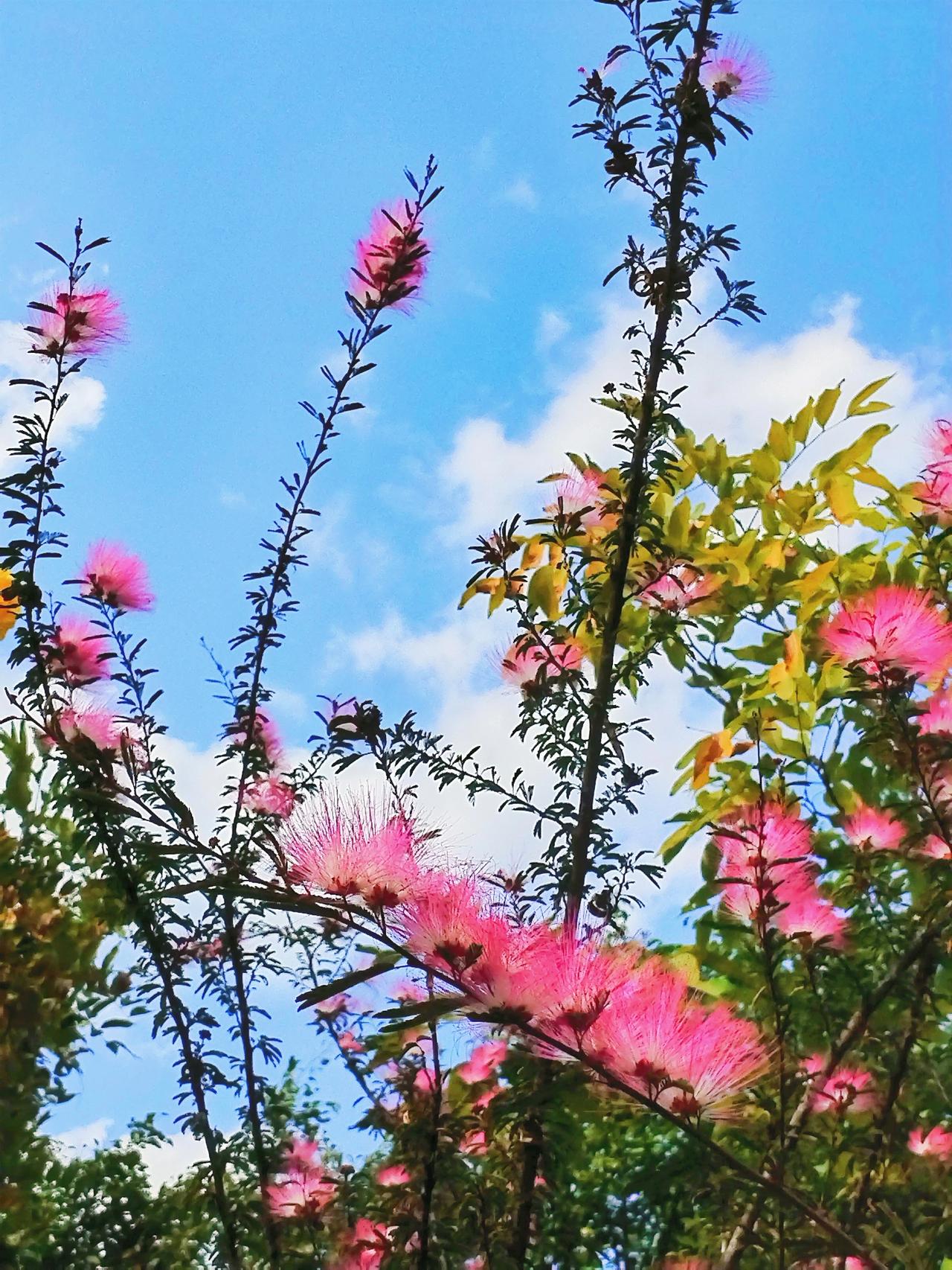 粉嫩的花朵在蓝天白云下绽放，美不胜收！🌸🌤️凑近了看，花瓣上还带着清晨的露珠