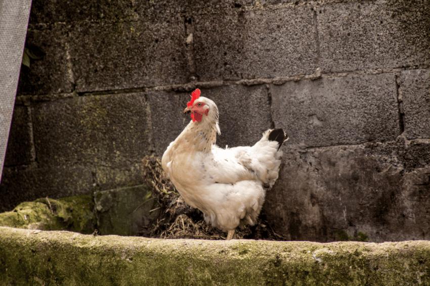 谁在“漂白”中国人的鸡爪？ 3·15晚会起底黑色产业链