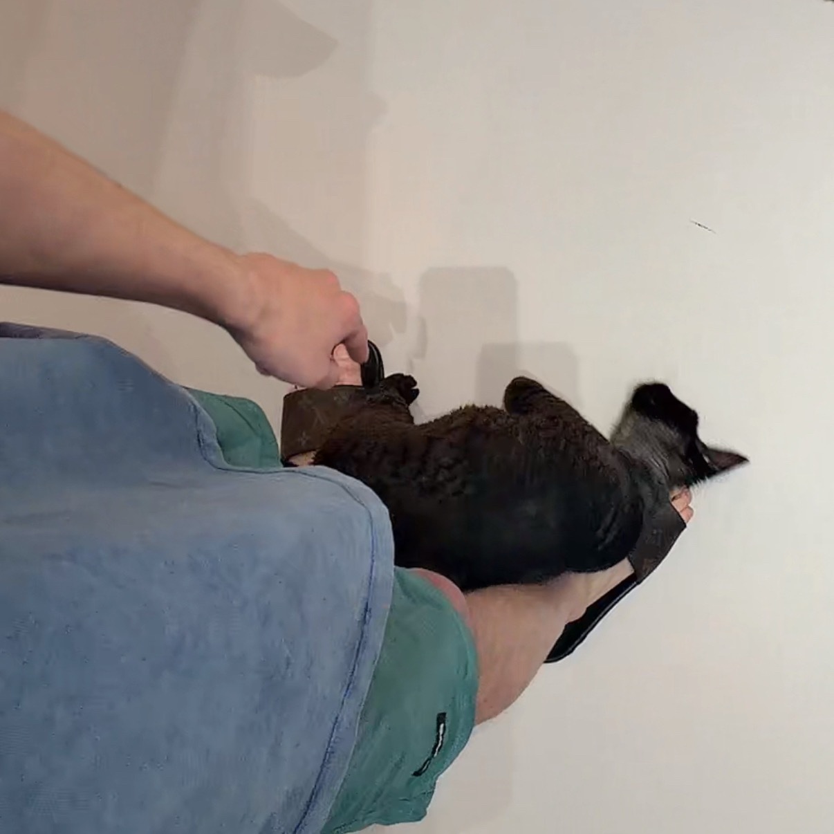 好羡慕猫猫可以蹭华华的脚[泪]好羡慕华华有这么粘人的猫猫已经感受到毛绒绒热乎乎的