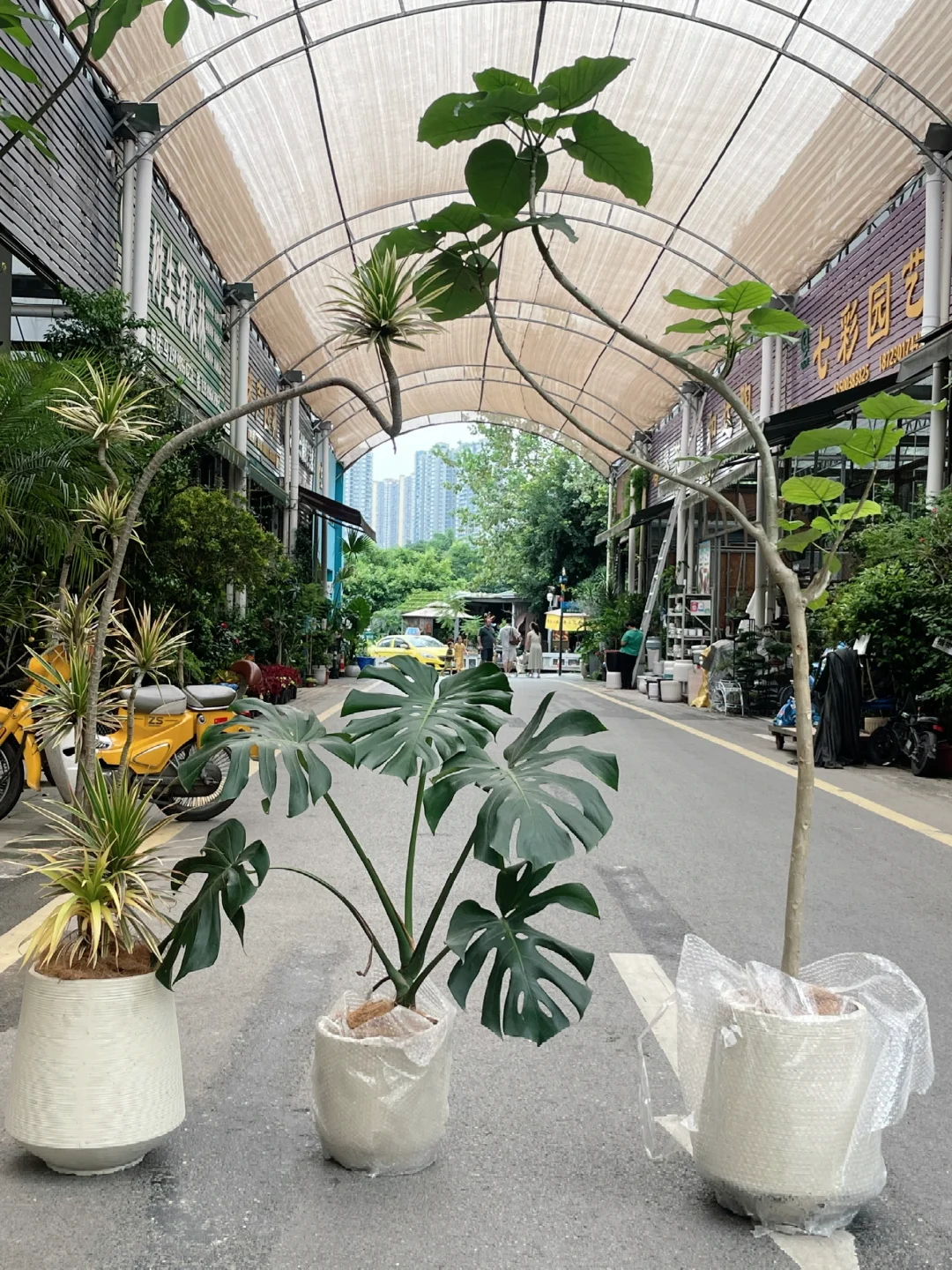 在重庆花市给新家搭配绿植～