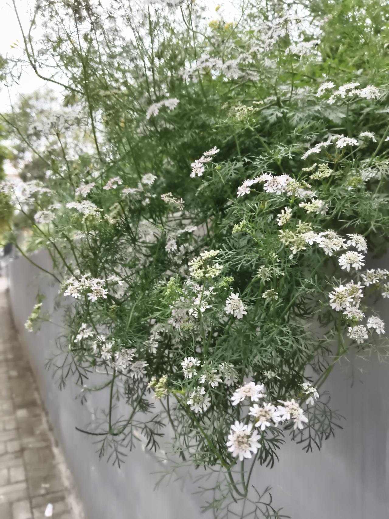 晒出你的本地生活河南驻马店的人都喜欢吃这种芫荽，我们这不喜欢说香菜俩字，特别是冬