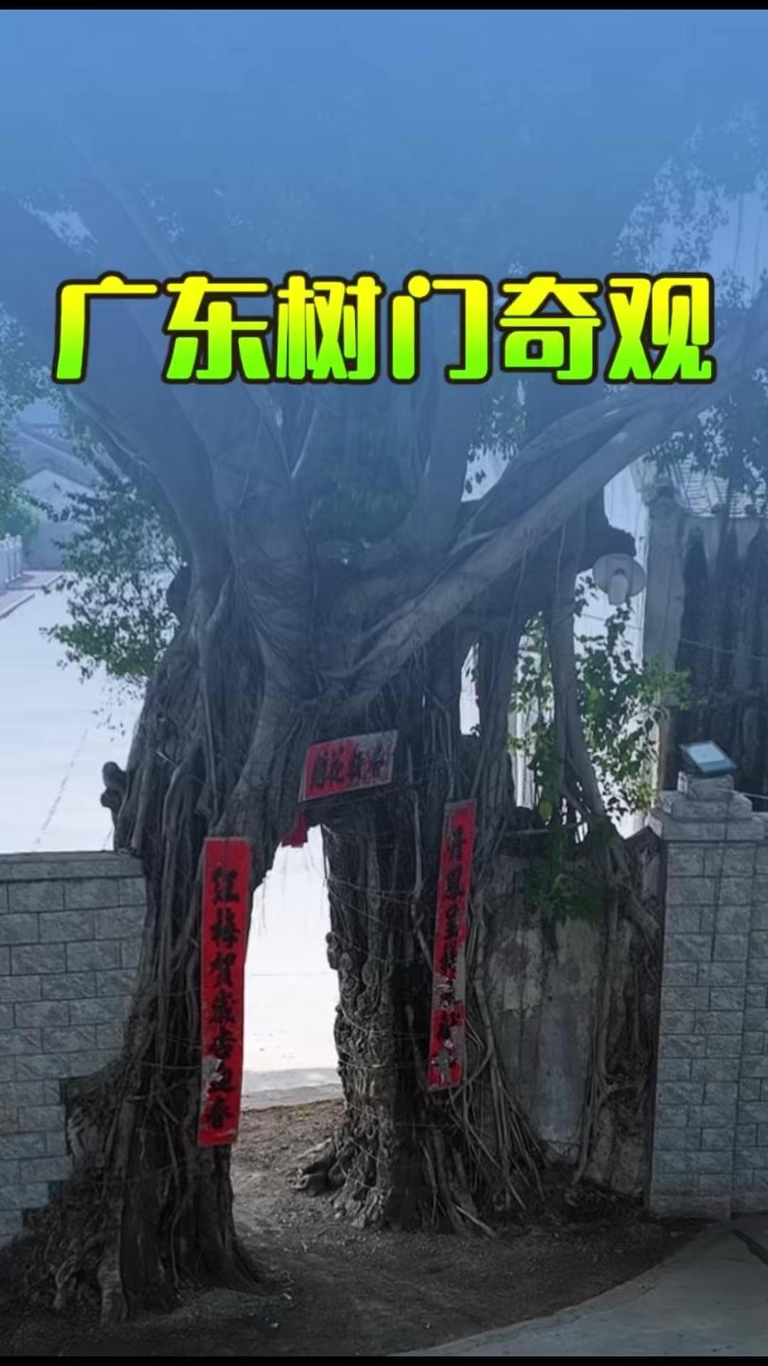 🌳广东揭阳西岐村藏着震撼全国的树门奇观！270多岁的古榕树根系盘绕着600年古