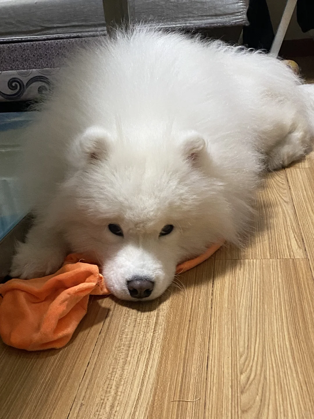 小狗听得懂话 昨天被妈妈骂了 有一点点委屈