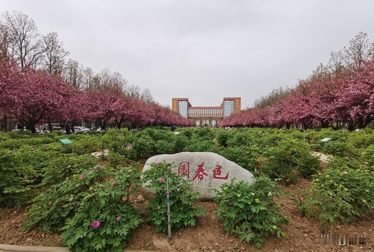 西农的牡丹花和樱花竞相开放。牡丹盛放图 国色花香牡丹 雍容典雅牡丹花 牡丹香薰花