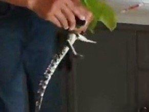 我去了 点开我们家族群一看，发现我家养了疑似鳄鱼的东西，我去了……养得啥啊 