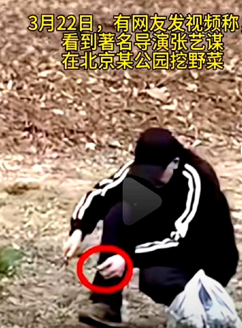 你们说大导演张艺谋公园挖荠菜这事稀奇吗？
其实说白了，这就是咱老陕人最朴素的春天