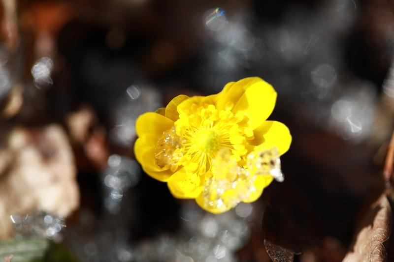 我相册最近拍的花是小区里的小雏菊。当时阳光正好，它们在风中轻轻摇曳，每一朵都简单