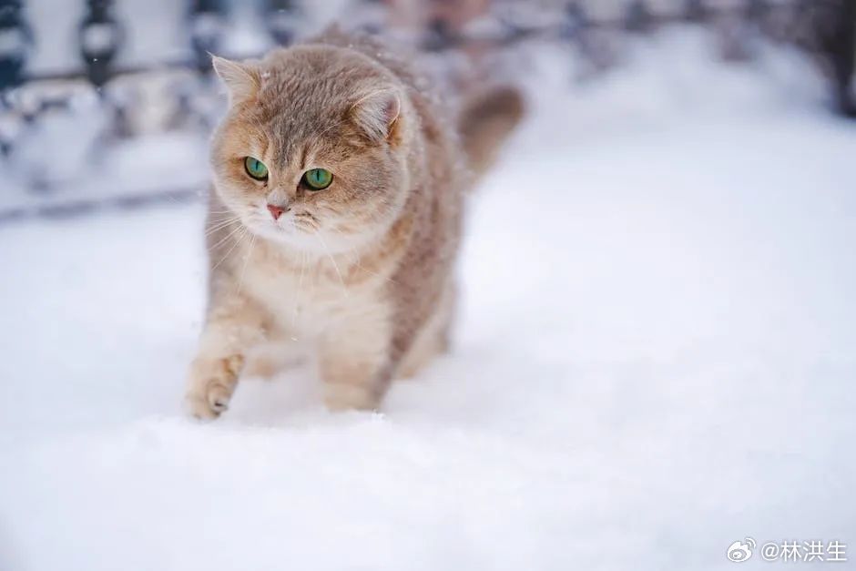 【对抗寒冬 注意补好五脏气】#北京初雪##中医养生说#  今日，北方多地迎来降雪