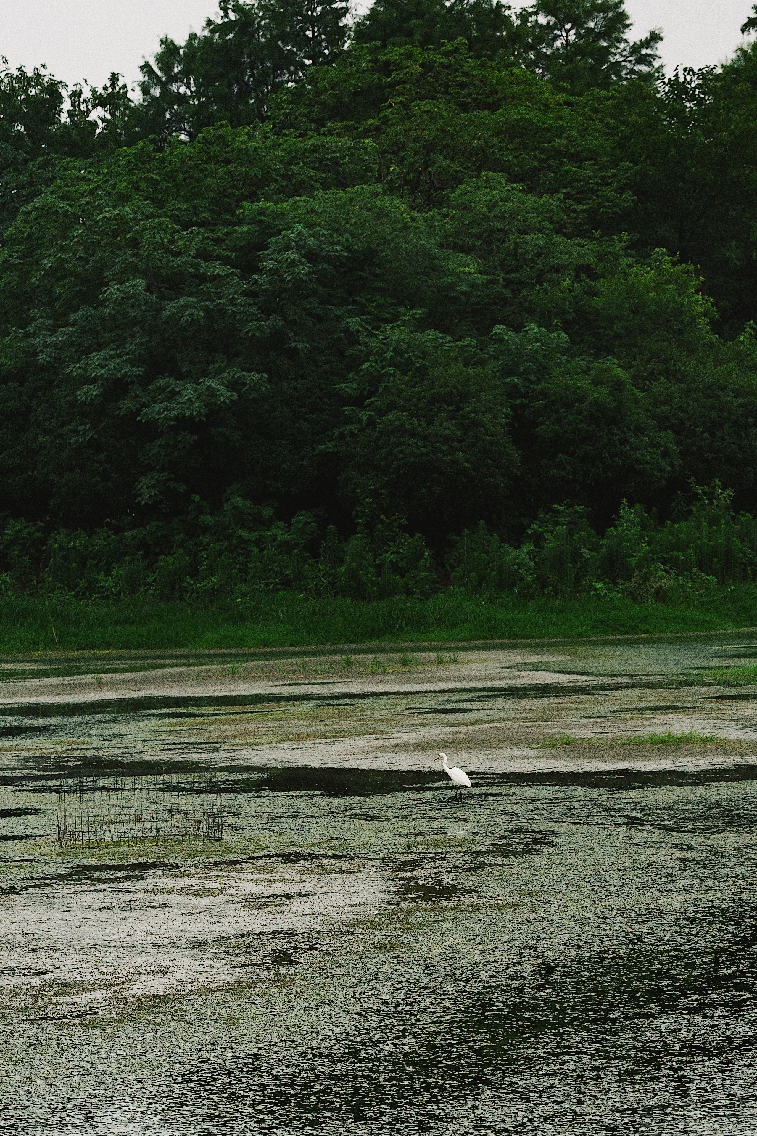 后陡门58号的142亩金色麦田，是他们这200天的满分答卷。 ​​​