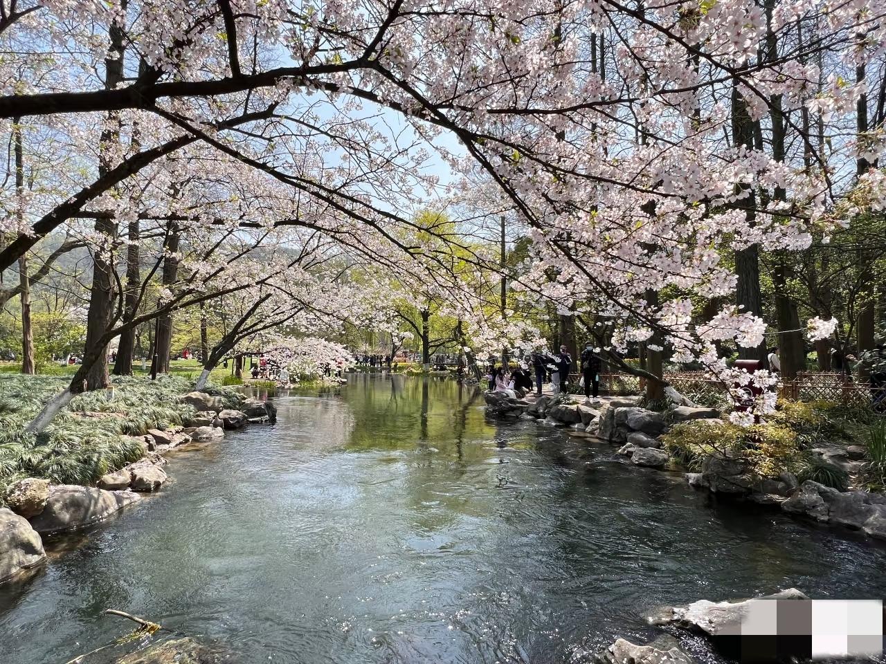 随个潮流，拍个树枝，这是马年的什么潮流吗？求助10后[捂脸]