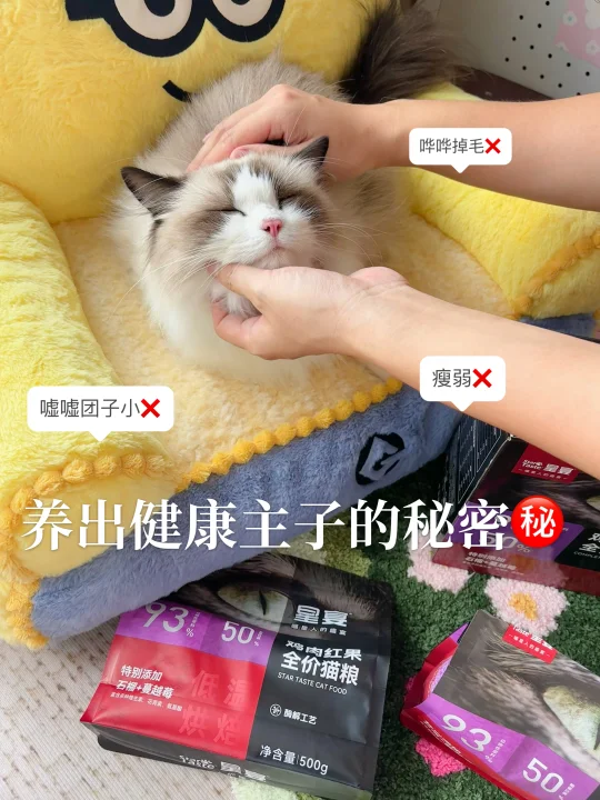 小猫简直太幸福 | 吃好喝好玩好every day