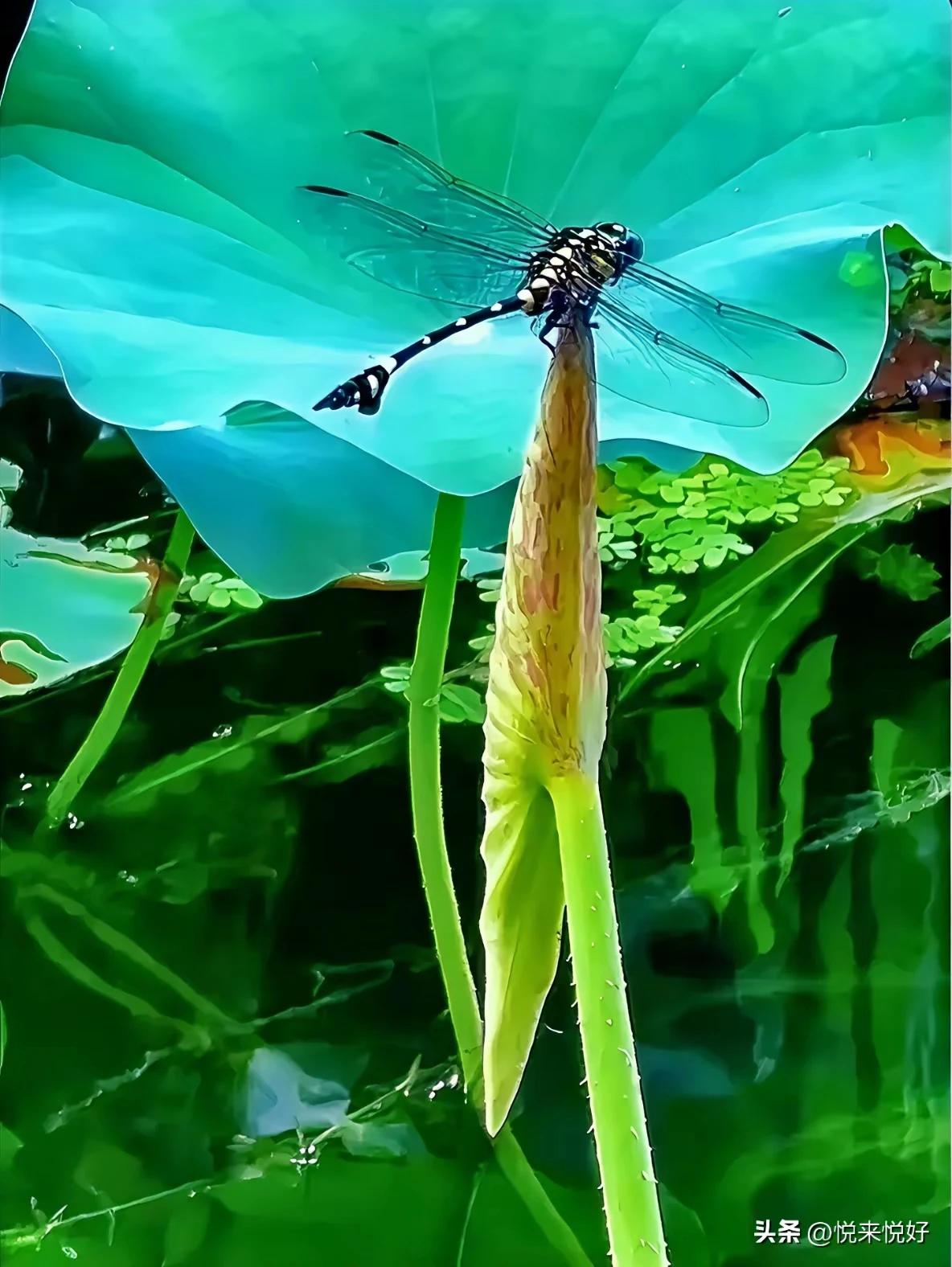 碧水涵虚未染尘，
初荷抱影守天真，
莫嫌尖角青才露，
早有蜻蜓落枝头。