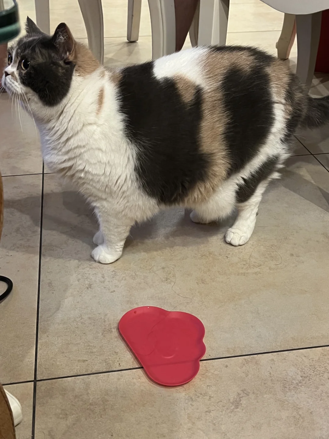 歪？这里有人饿猫.
