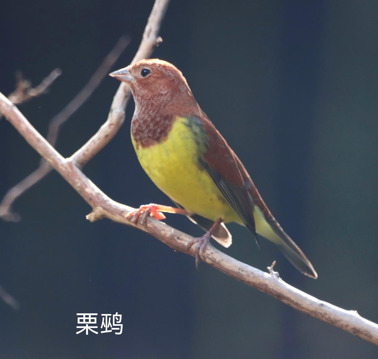难得一见的小鸟
