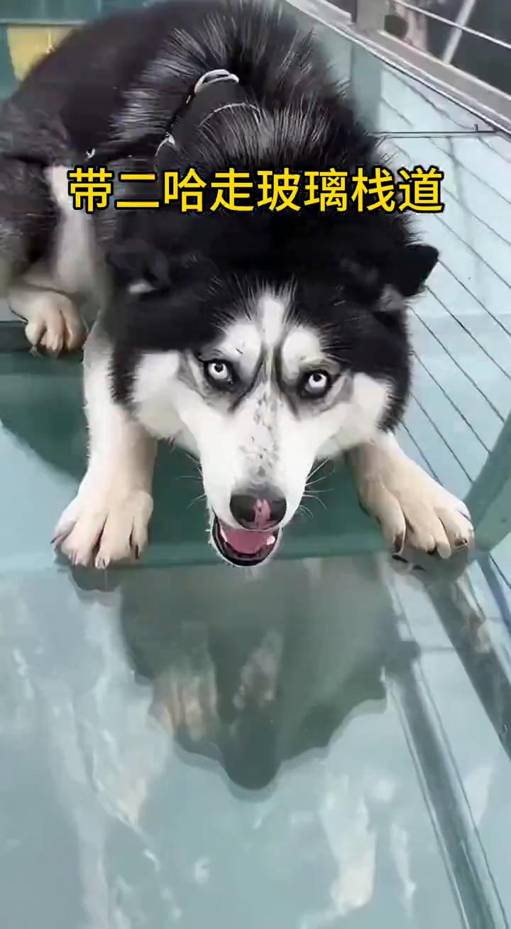 带二哈走玻璃栈道。
爆！吓尿了，救命啊！妈妈呀！