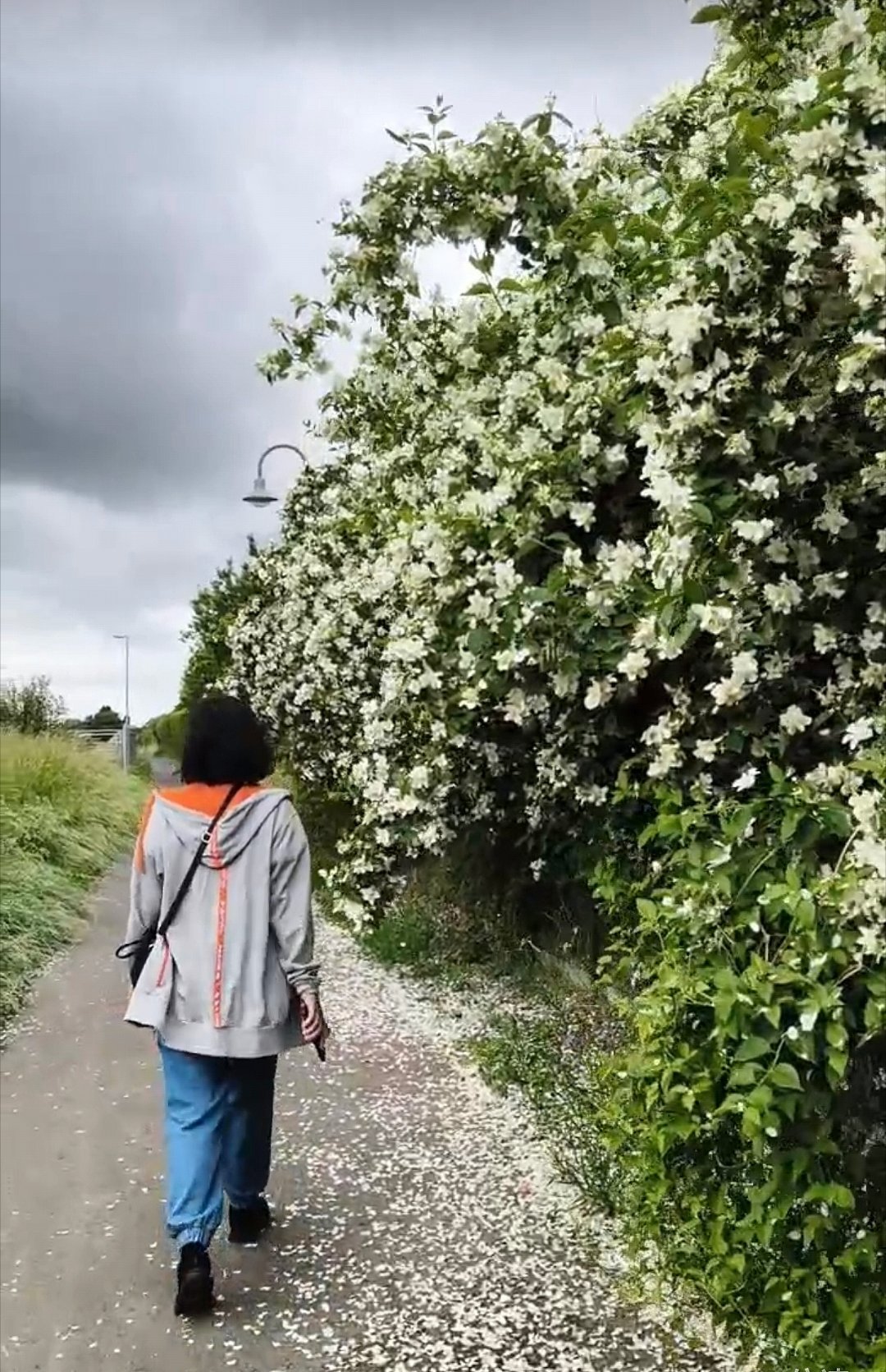 当欧洲山梅花开成一面墙 德国
