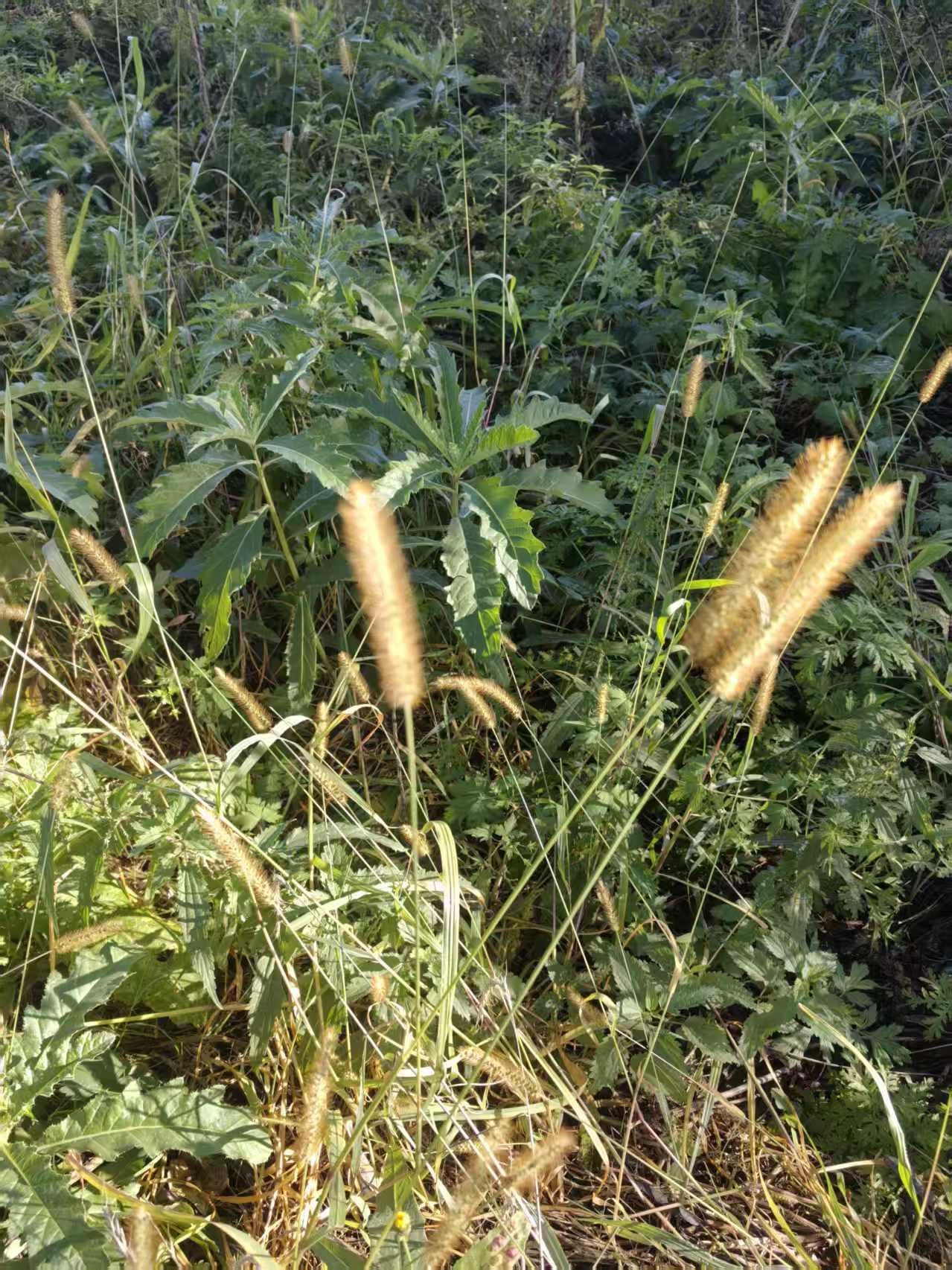 嘿，家人们！今天给大伙瞅瞅这张充满野趣的照片。画面里，那随风轻轻晃动的狗尾巴草，