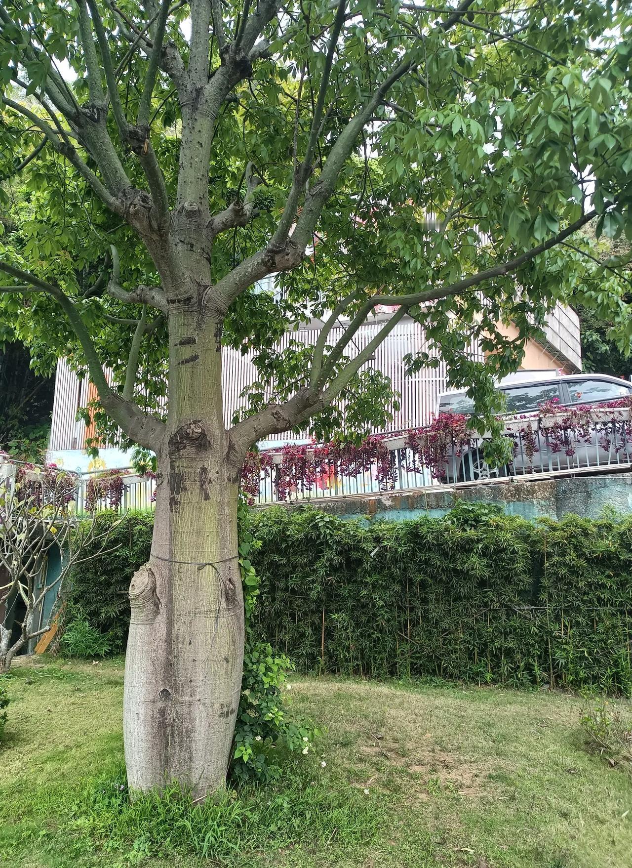 植物界的明星脸，粗腿大肚腩，满腹经纶胖胖的大胖子 大肚腩的秘密 有点肚肚的男人 