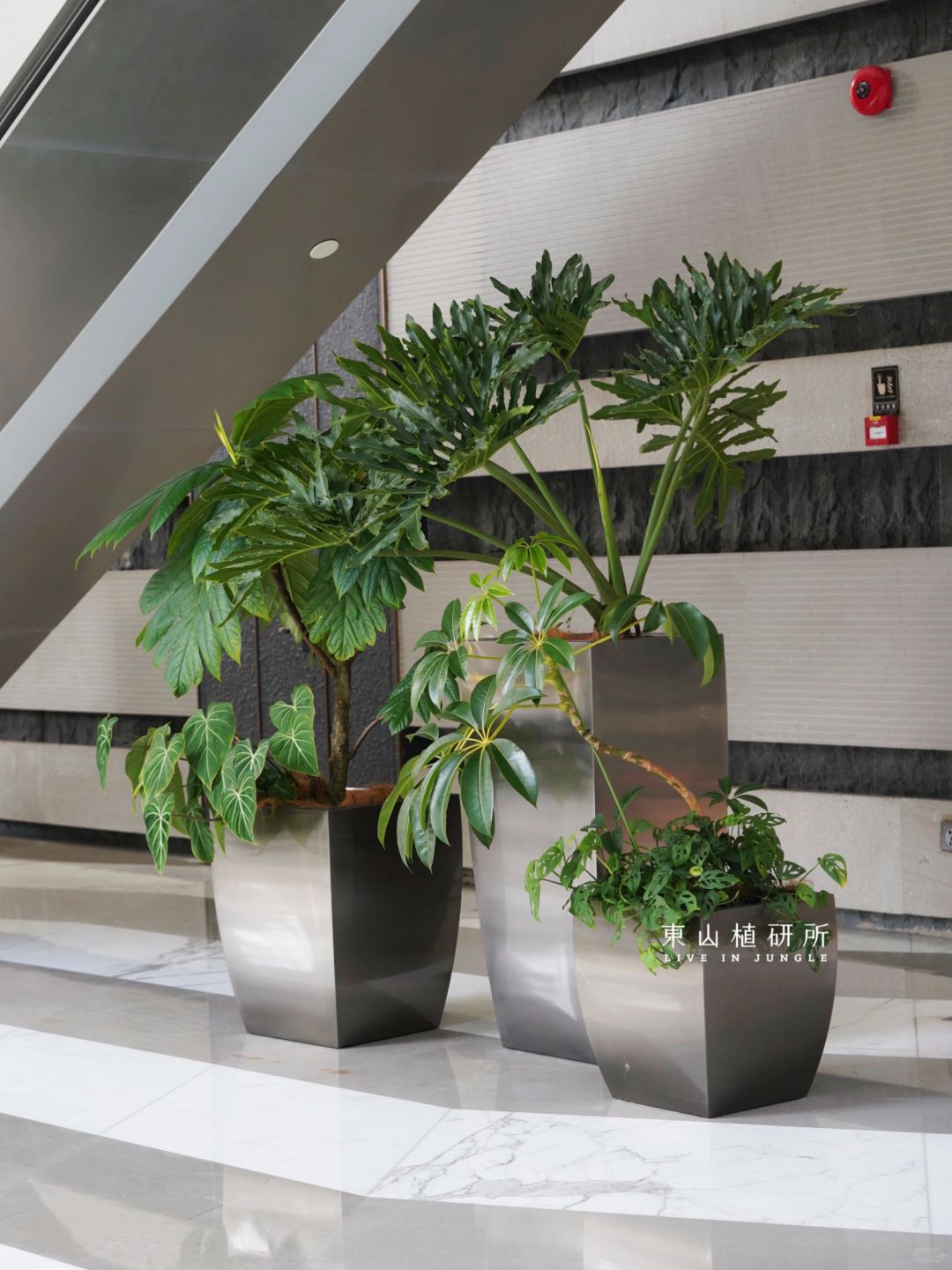 商务风设计 简约百搭的绿植组景🌳