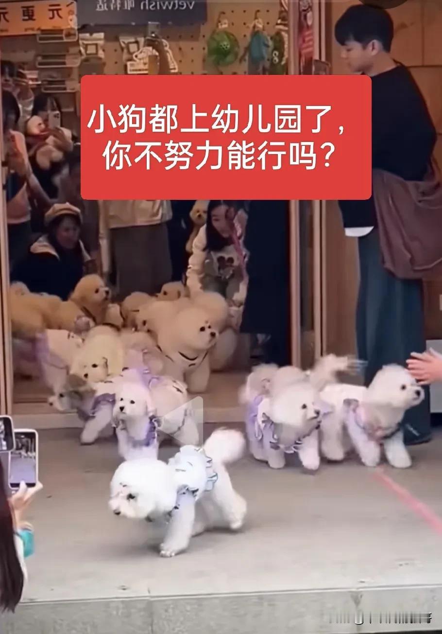 现在竞争太激烈了，不光是人圈，狗圈也开始卷了[笑哭]
下图中的狗🐶🐶们就是放