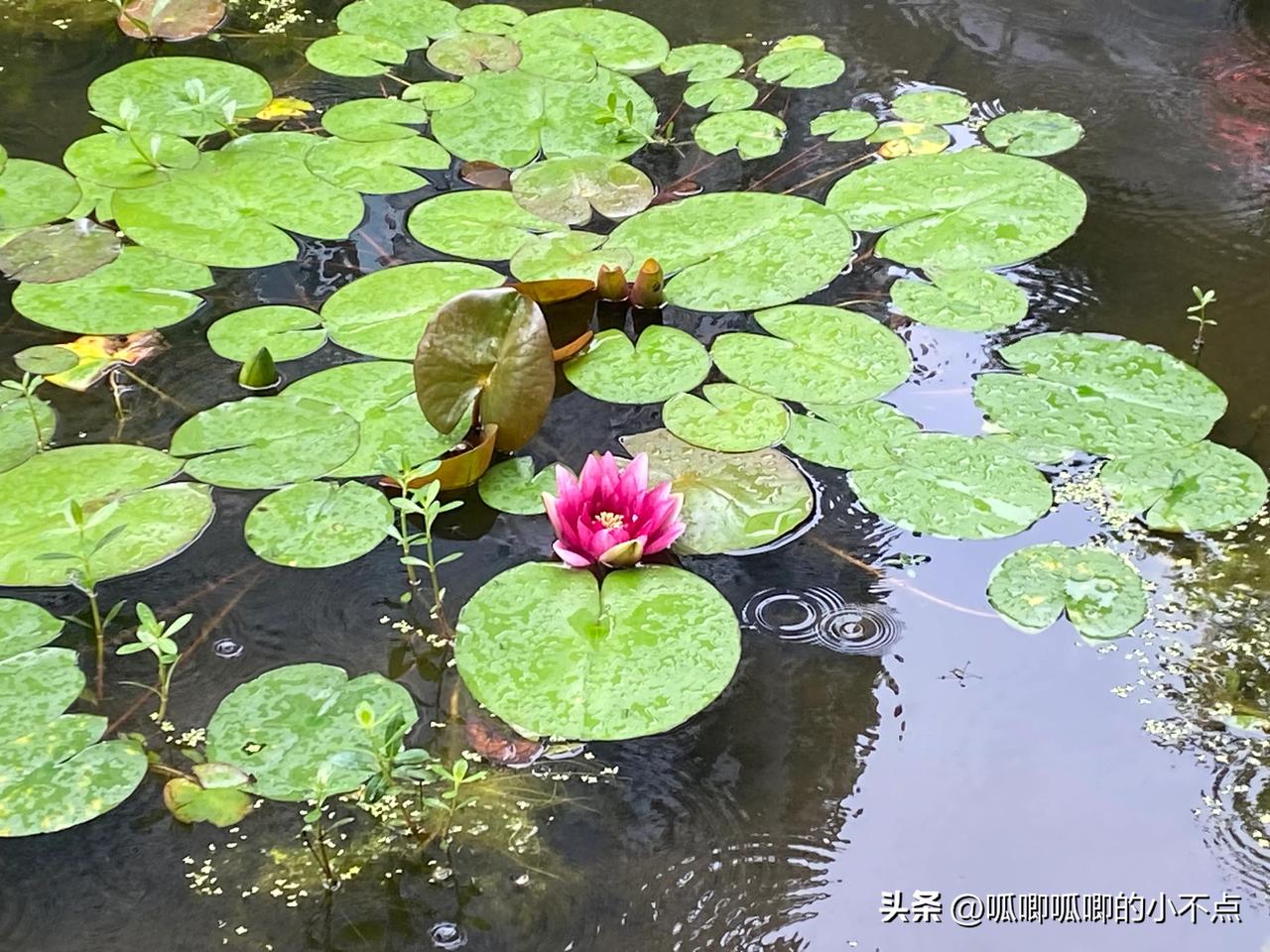 想当游戏主播的孩子

今天孩子回家照例照例给我播放每日新闻。

“妈妈，妈妈，洋