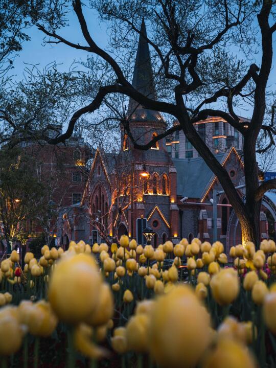春节过后的上海，将迎来一万次春和景明～