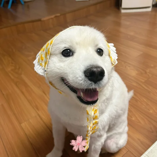 今天是可爱小狗🐶