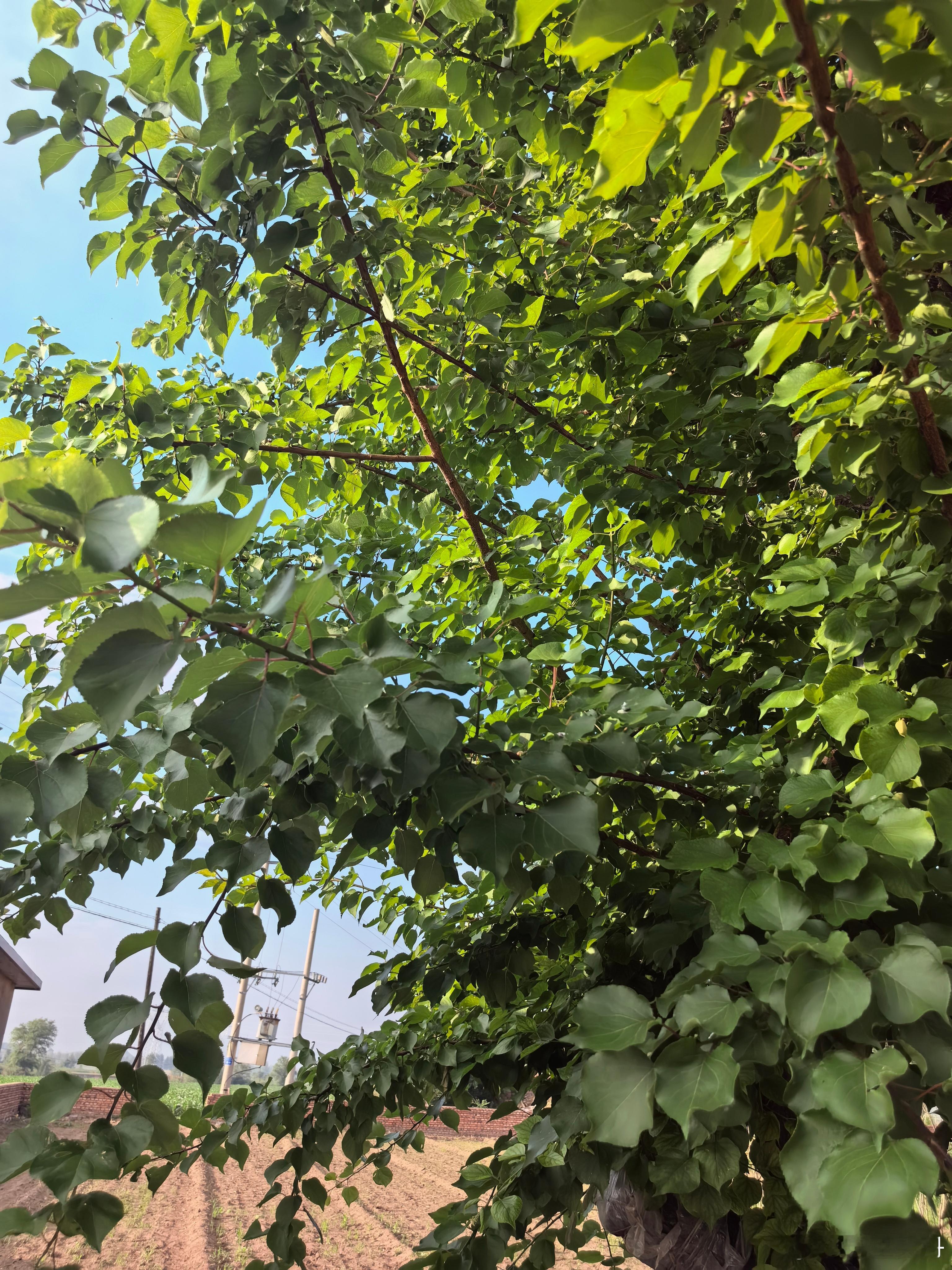 端午节 是时光深处的锚，它锚住了那些在城市森林里日渐坚硬的棱角，锚住了在钢筋水泥