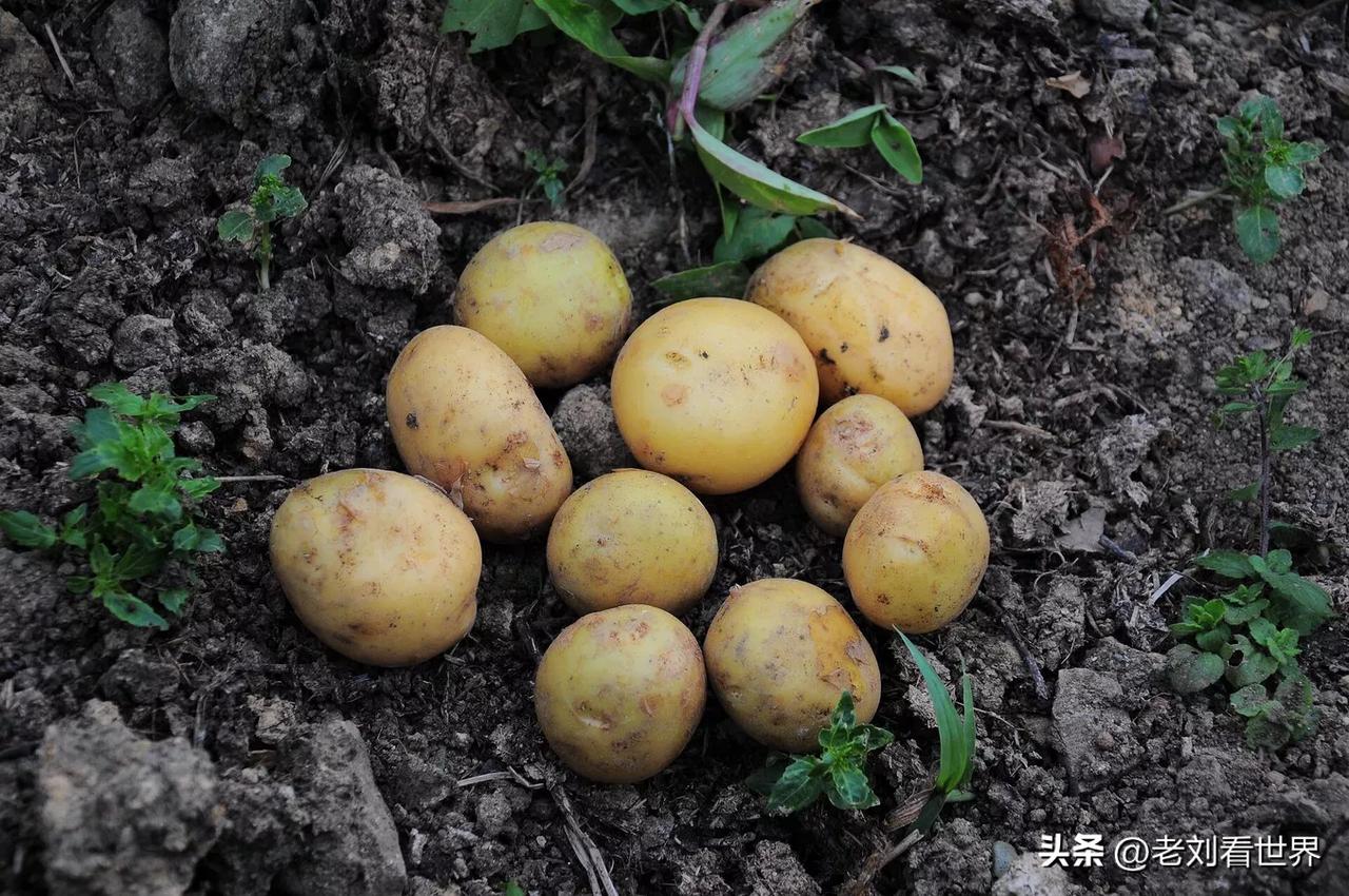 【卢卡申科指示采取措施防止白俄罗斯出现土豆短缺】
明斯克时间2026年8月7日，