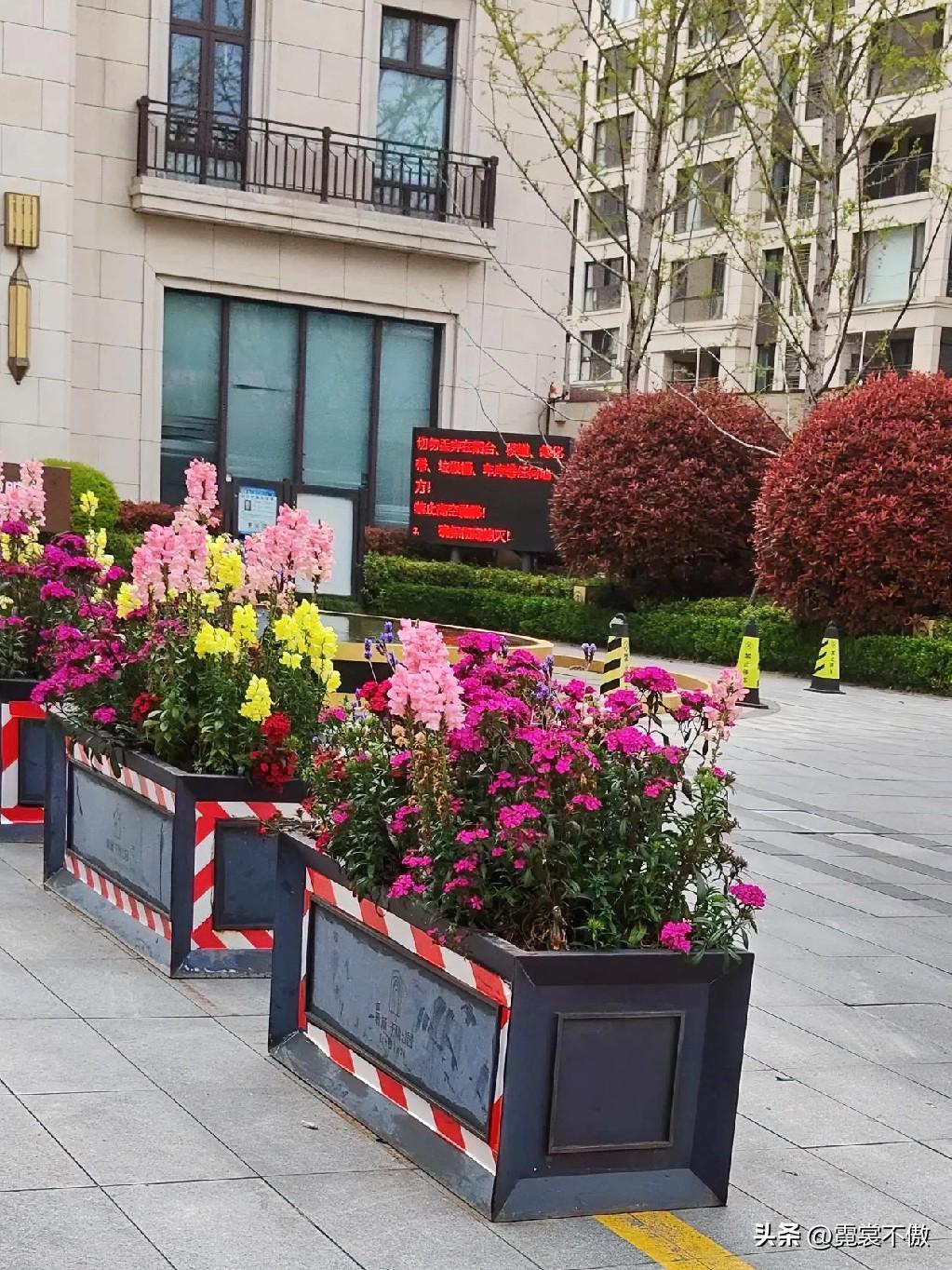 小区拍的花某小区大门口的盆栽植物。