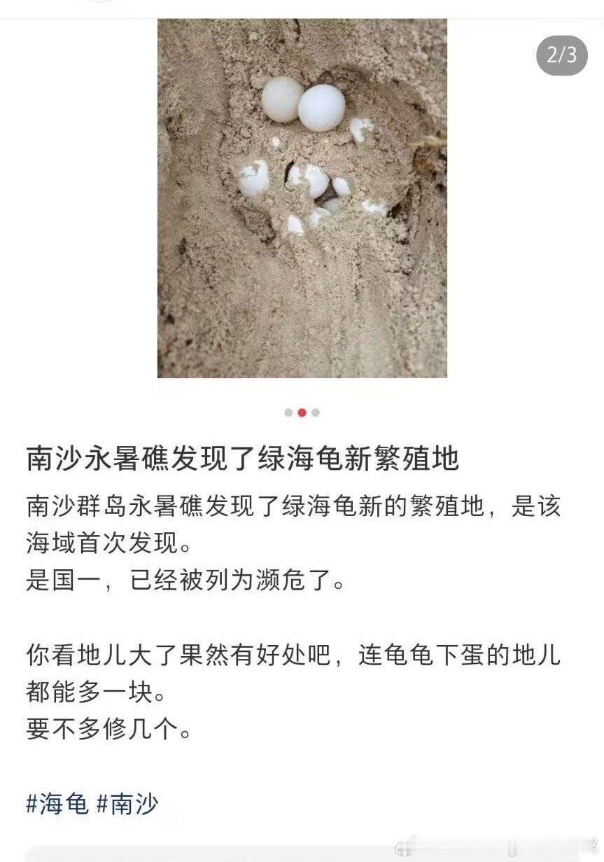 海龟都能在南沙找到新家，看来这里是真正的动物天堂呢！ ​​​