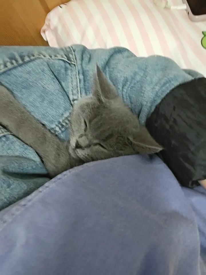 猫眠人卧，岁月静好。