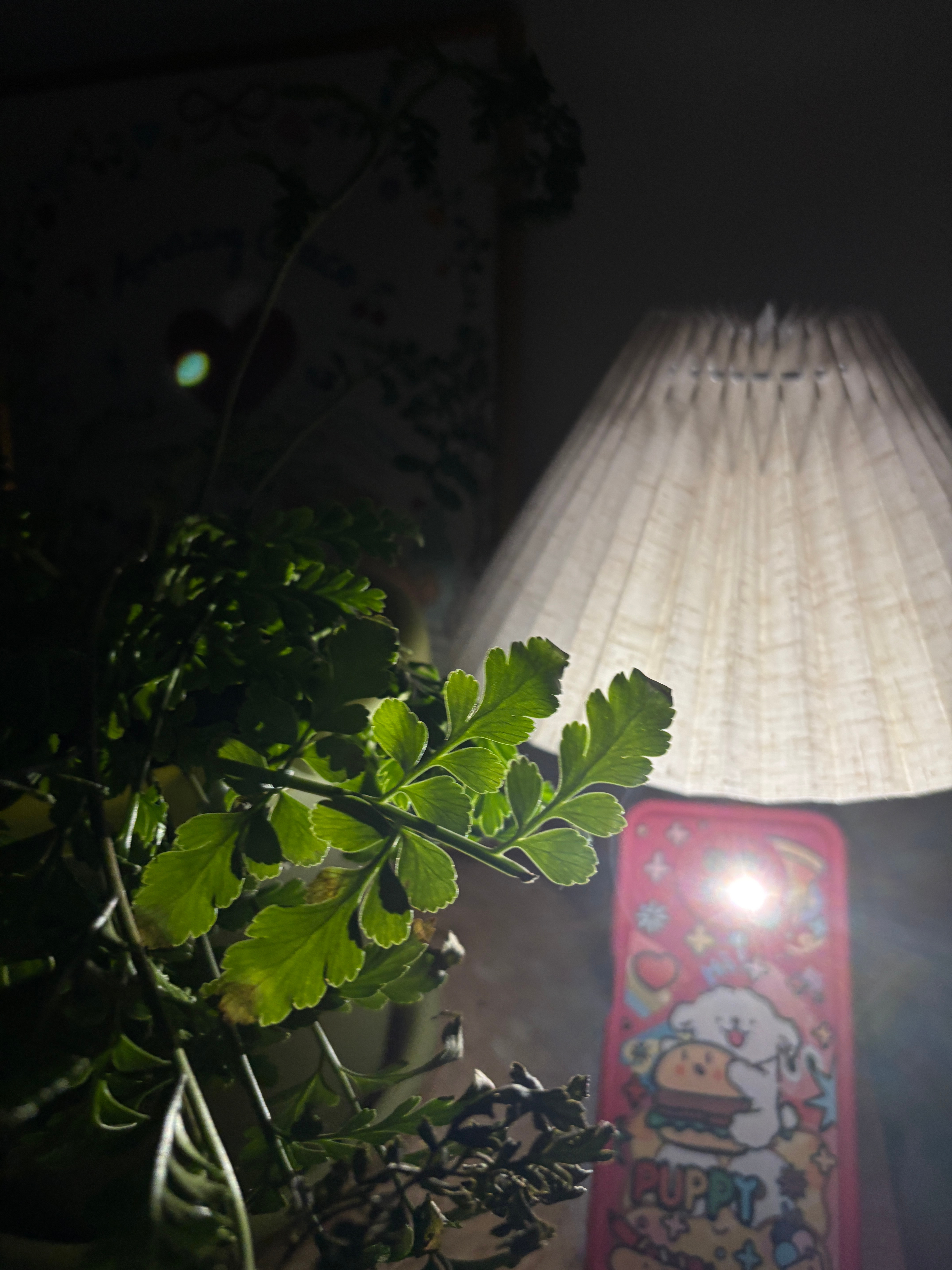 侯明昊方严正声明 .虞书欣粉丝邪教式追星.侯明昊方回应 简单科普常识：激光会出现