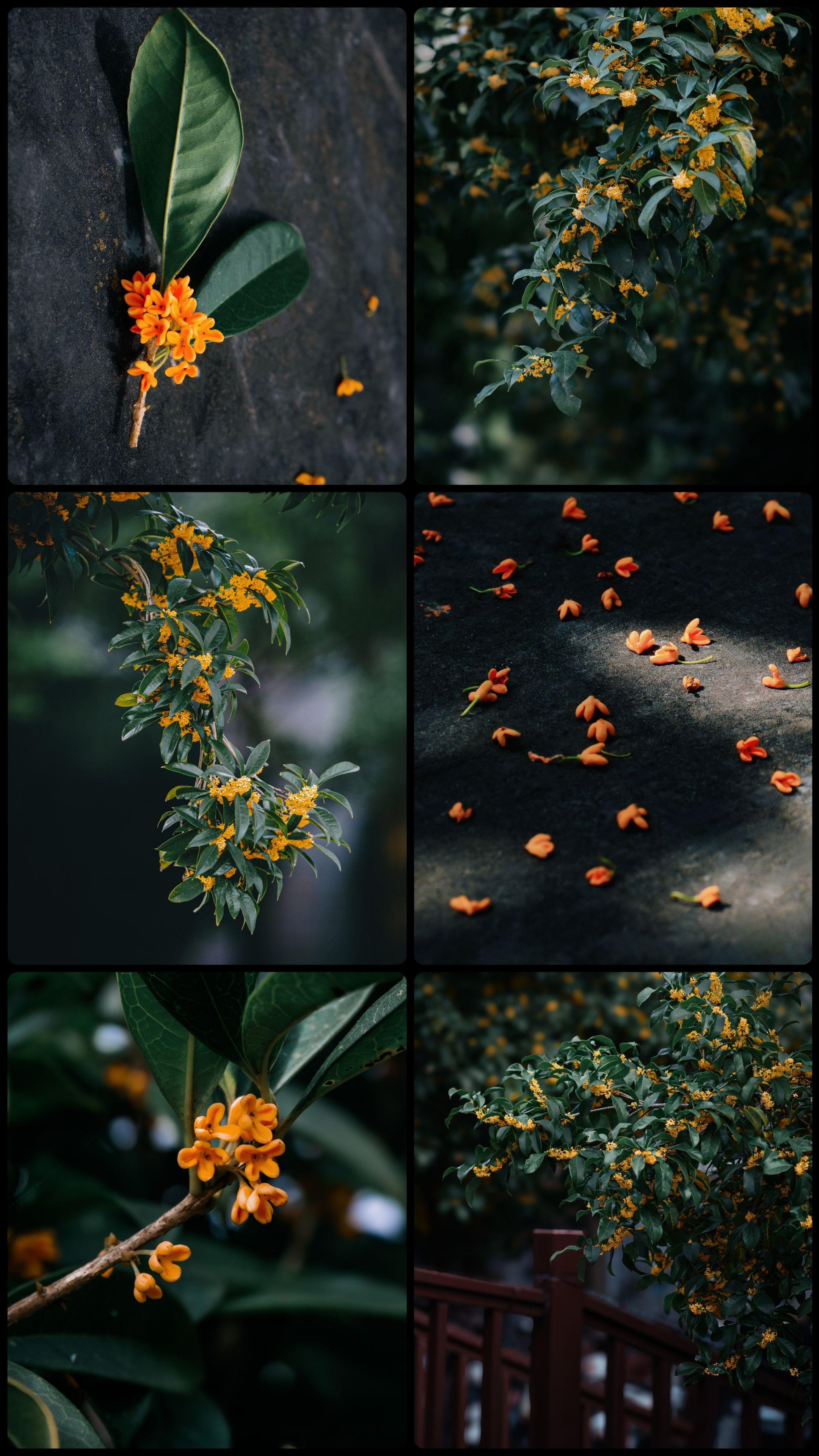 "又到一年中秋季 满城尽是桂花香"