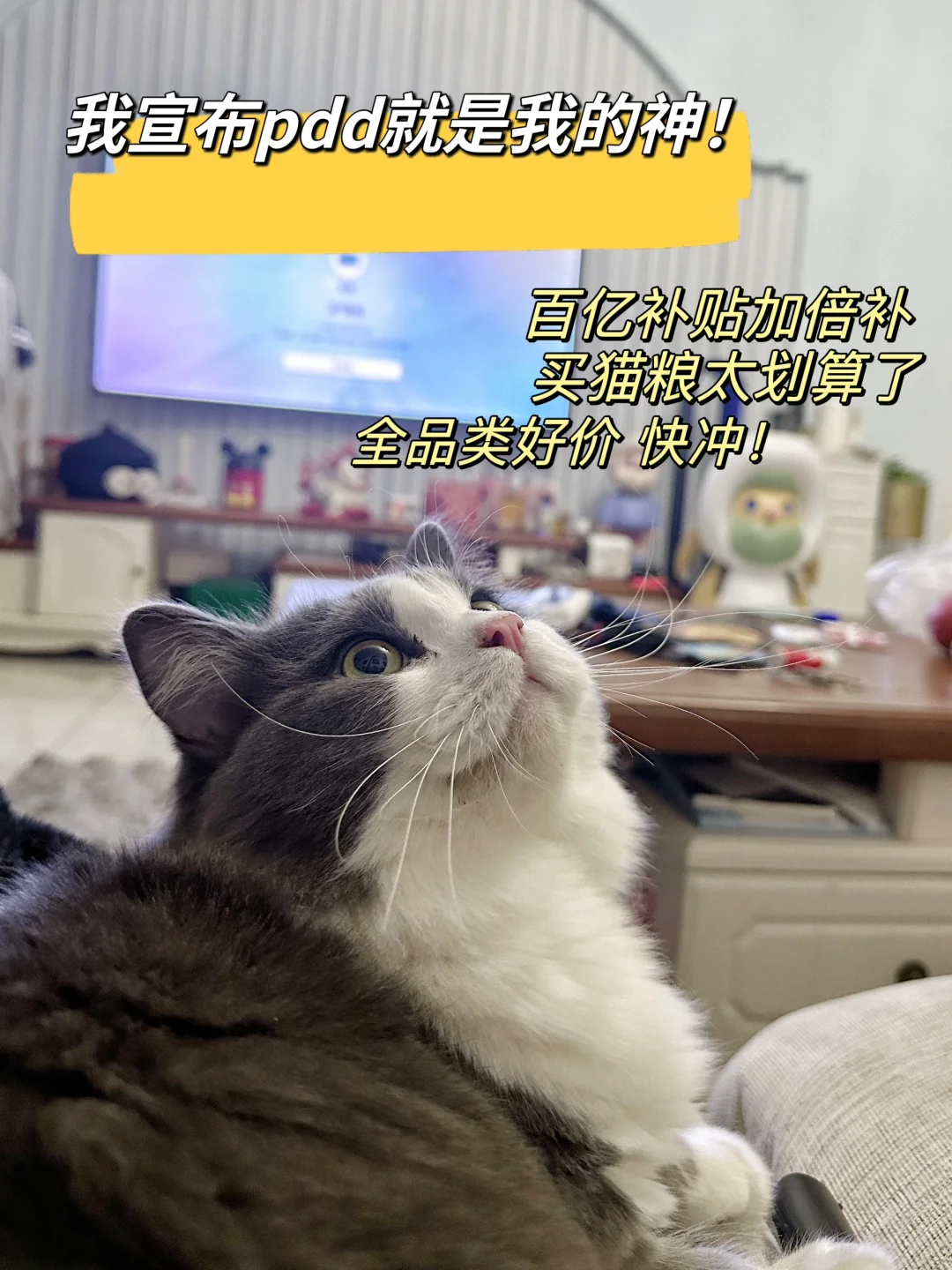 pdd无敌了！双十一家里有毛孩子的看过来！