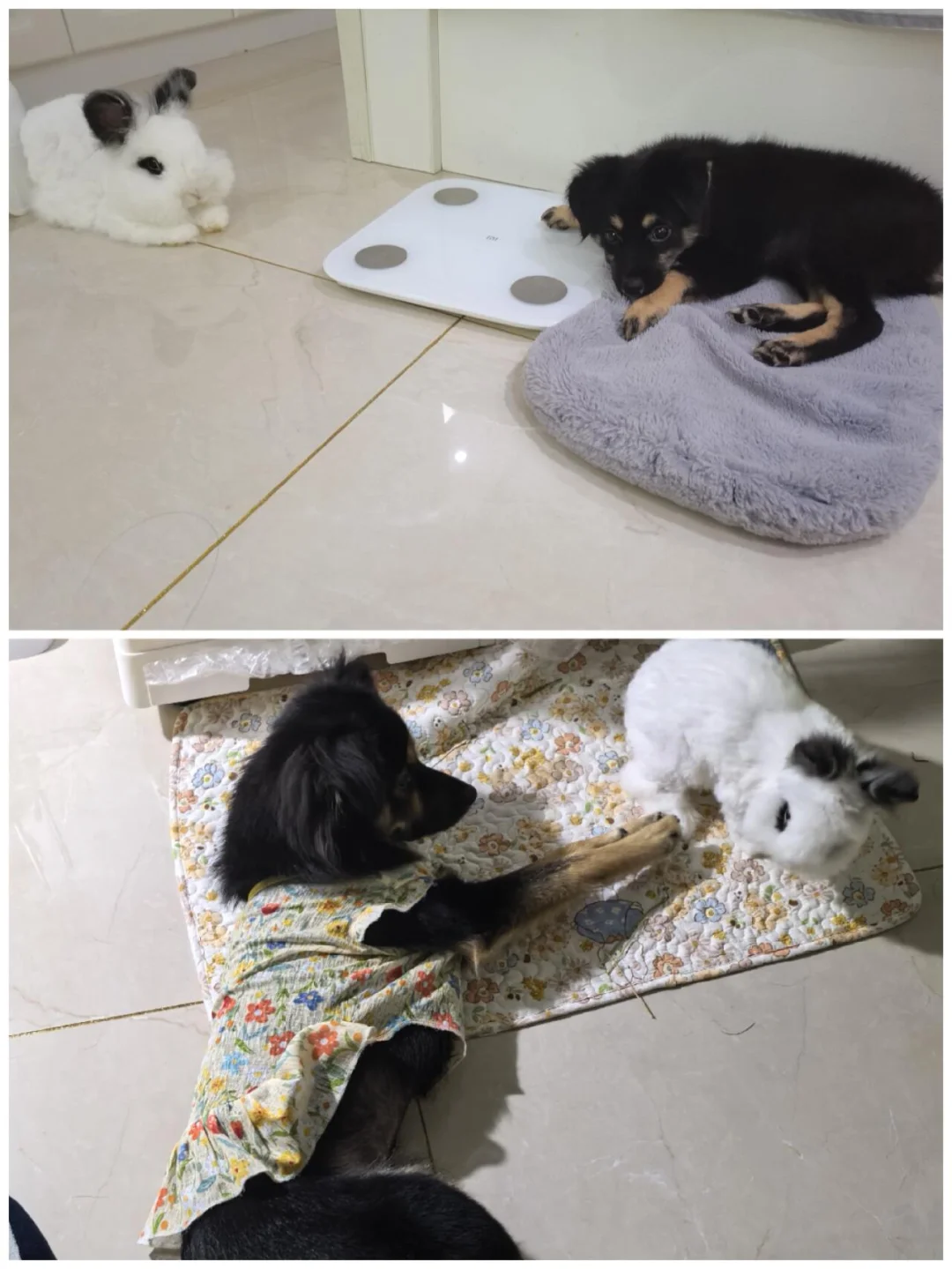 被兔子带大的狗