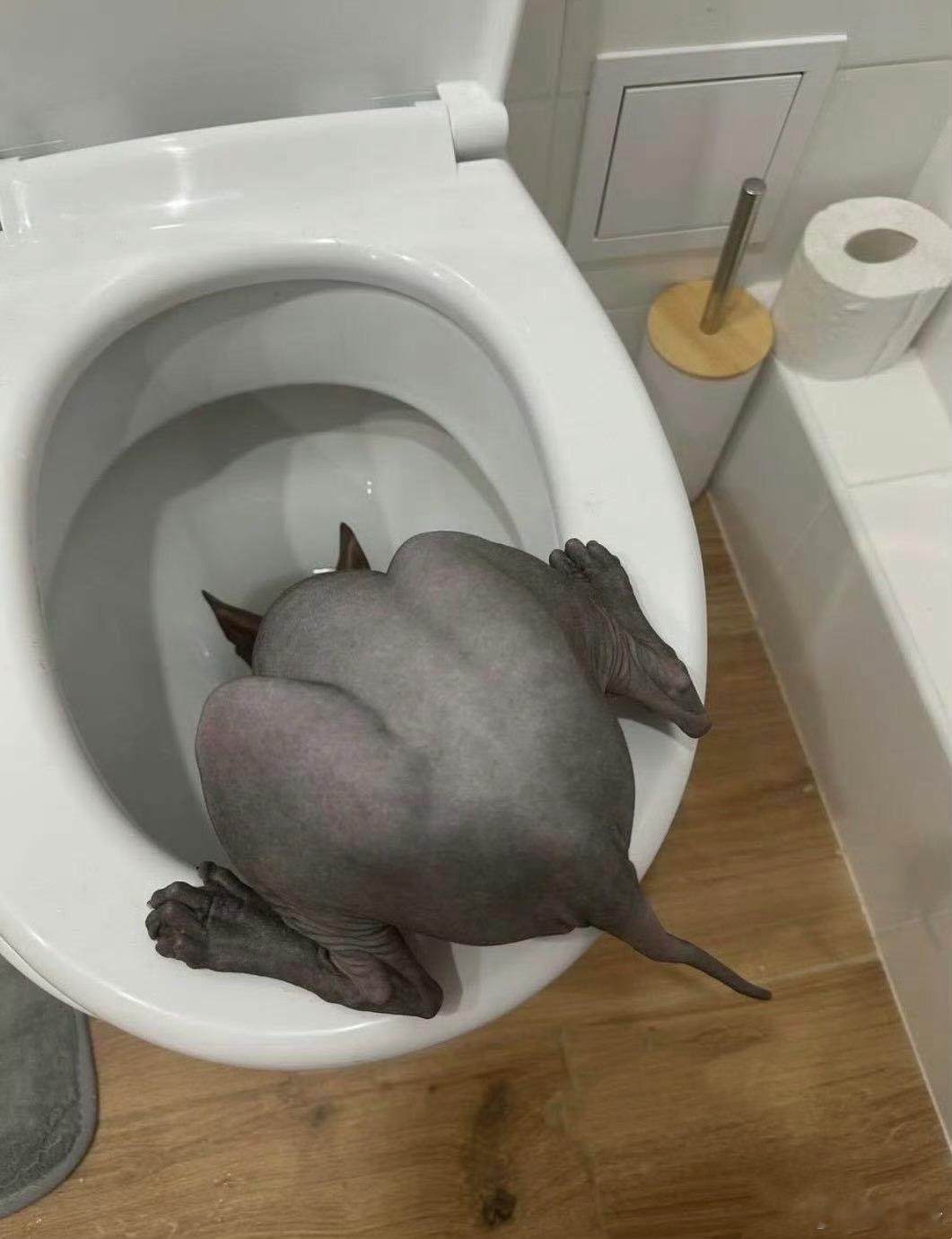 神秘生物在喝马桶水 