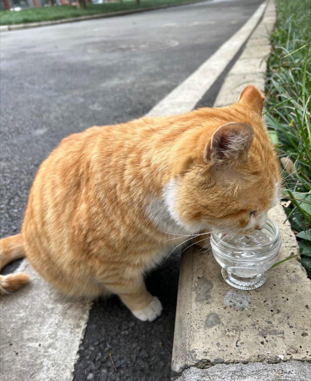 日常路边撞见两只胖乎乎的小橘猫🐱一只埋头专心喝水，另一只在旁边乖乖站岗围观小小