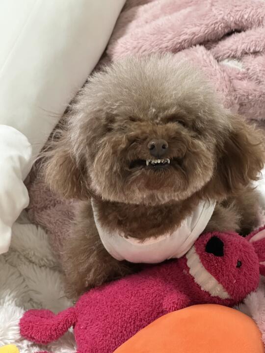 猛虎咆哮🐯邪恶摇粒绒！